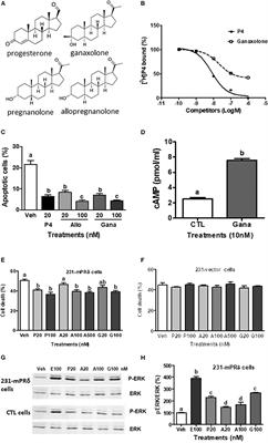 Anti-apoptotic Actions of Allopregnanolone and Ganaxolone Mediated Through Membrane Progesterone Receptors (PAQRs) in Neuronal Cells